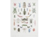 Entomology 2009 16x14in. cut currency/paper